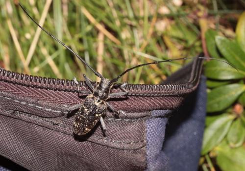 Réf. 266 247 : Monochamus sutor